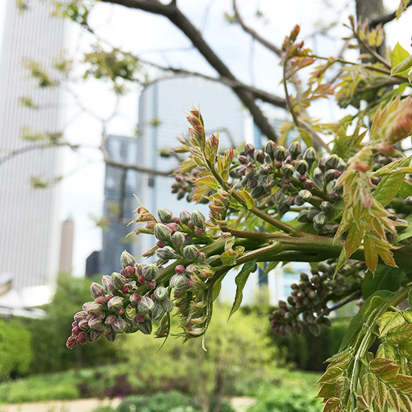 Kentucky coffee treeGymnocladus dioicus Lurie Garden