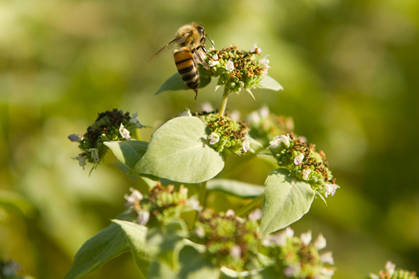 Native Pycnanthemum muticum (blunt mountain mint) supports many different pollinators, including the non-native honey bee (Apis spp.). 