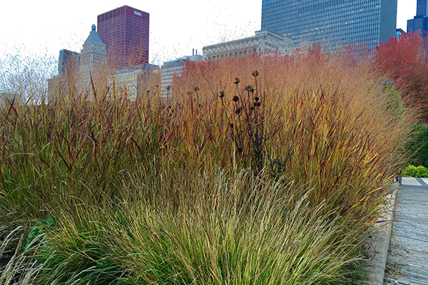 Similar plants of different heights can work together to create great vertical structure in the garden. In this picture from Lurie Garden, Sesleria autumnalis (moor grass) forms both low base and middle-height seasonal theme plant layers while Panicum ‘Shenandoah’ (red switchgrass) and Echinacea pallida (pale coneflower) combine for tall structural interest. 