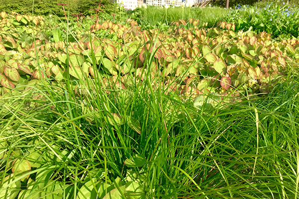 Base plants form the primary foundation of the garden, which can be monochromatic or, as here, green with hints of other highlight colors that can be used to mirror colors used in the taller seasonal theme and/or structural plants. In this picture of Lurie Garden, Epimedium x versicolor ‘Sulphureum’ (bishop’s hat) is interplanted with Sesleria autumnalis (moor grass) to form a relatively monochromatic base plant layer. Later in the growing season, seasonal theme and/or structural plants with flower colors that mirror the red highlights seen in the bishop’s hat could be used to connect plants at different heights.