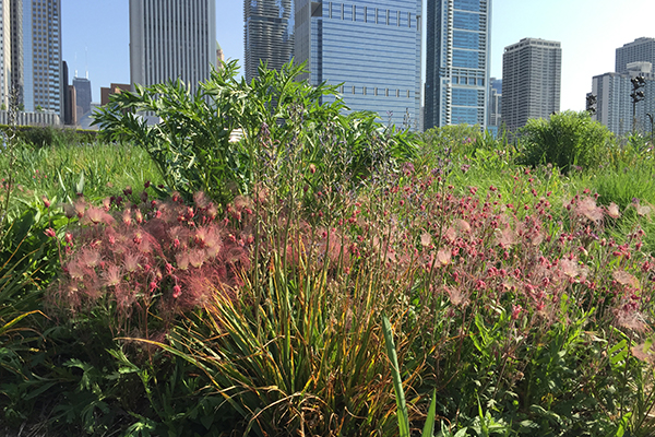 The visual effect of plant height does not have to be spread over a large area; its impact can be seen within a small area too. In this picture from Lurie Garden of a small 1-square meter spot, blooming Geum triflorum (prairie smoke) and fading early-spring Camassia leichtlinii ‘Blue Danube’ (quamash) comprise strong base plant and seasonal theme plant layers, while a developing Silphium laciniatum (compass plant) brings taller structural plant interest. 