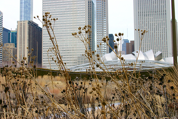 Structural plants create dramatic, tall visual points of interest in the garden. In this picture, the winter Lurie Garden is dotted with the dried remnants of Echinacea ‘Virgin’ (white coneflower) and Eryngium yuccifolium (rattlesnake master). These striking and tall points of interest help move your attention around the garden.