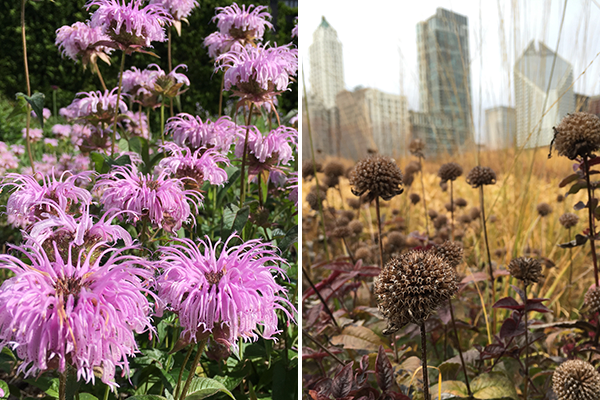 Lurie Garden - Bee Balm before & after