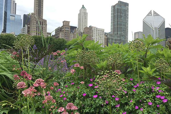 Lurie Garden intermingling and form interest 6.2016