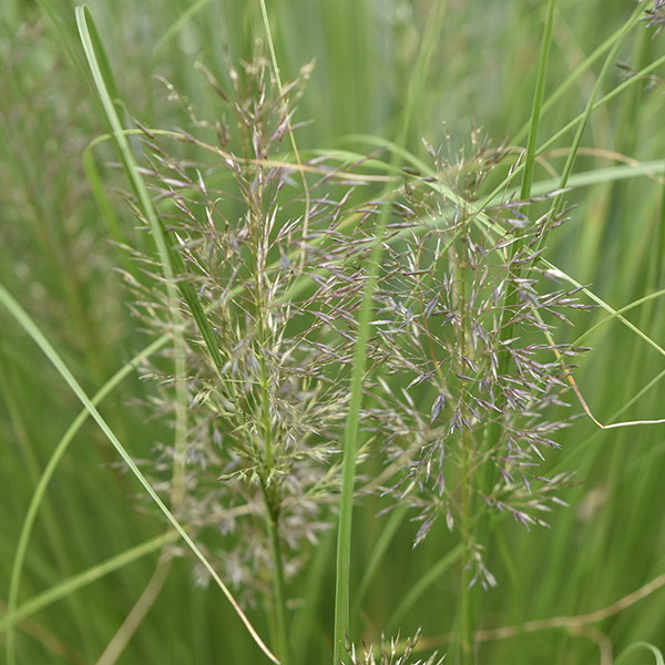 Prairie Dropseed Sporobolus Heterolepis Lurie Garden