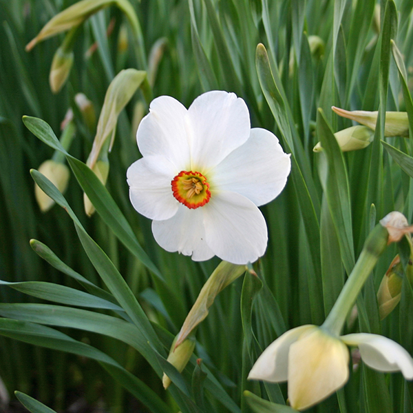 The Poet's Daffodil Actaea, Narcissus