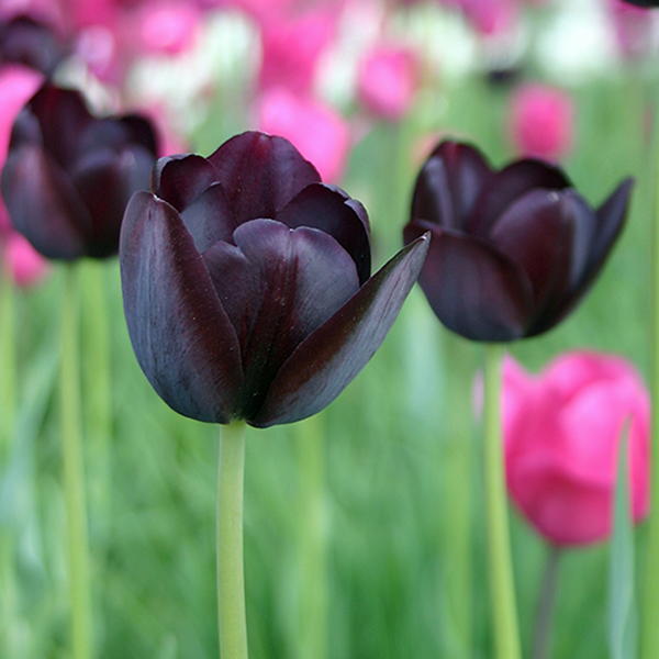 tulip 'Queen of Night'-Tulipa 'Queen of Night' | Lurie Garden