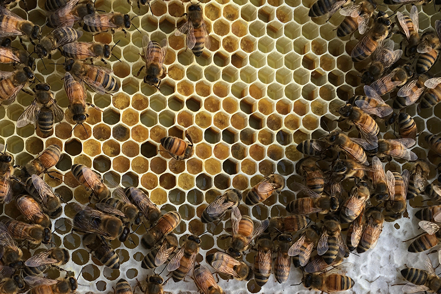 Bee Pollen Color Chart