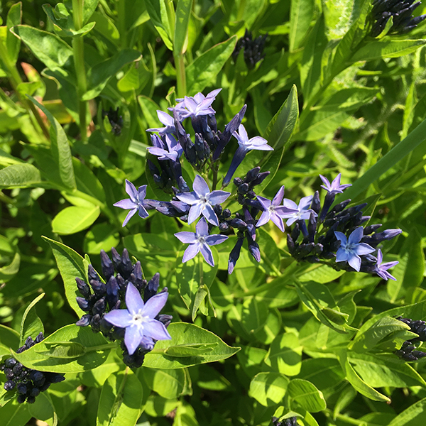 blue star 'Blue Ice'-Amsonia 'Blue Ice' |Lurie Garden