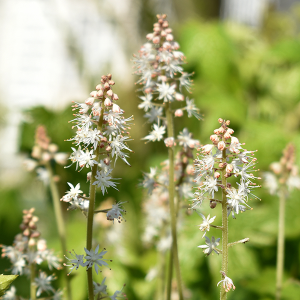 Foam Flower, Tiarella cordifolia