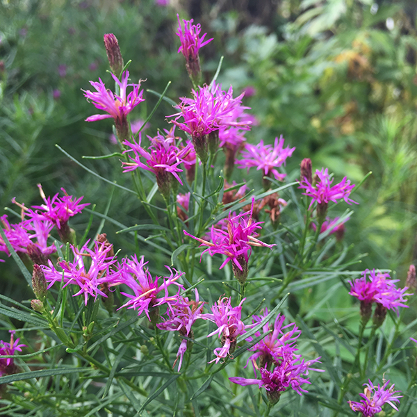 narrow leaf ironweed ‘Iron Butterfly’ Lurie Garden