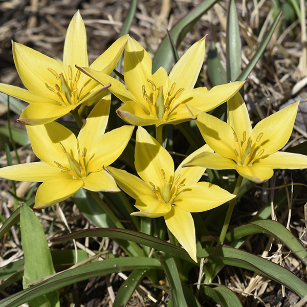 Semis de Tulipa Urumiensis-tulip-Lurie-Garden-4.2019s_DSC0558