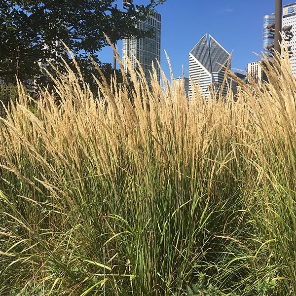 feather reed grass ‘karl foerster’ Lurie Garden
