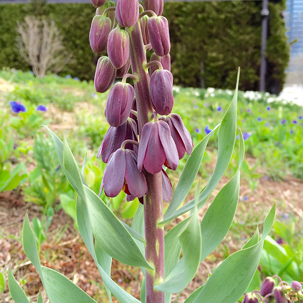 Persian lily Lurie Garden