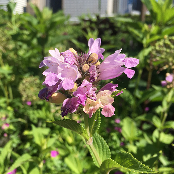 Nepeta subsessilis 'Sweet Dreams' (catmint 'Sweet Dreams') - Lurie Garden