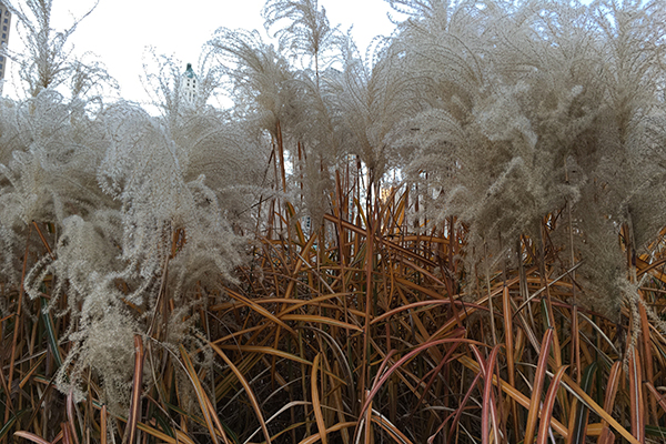 Eulalia grass - Lurie Garden - winter