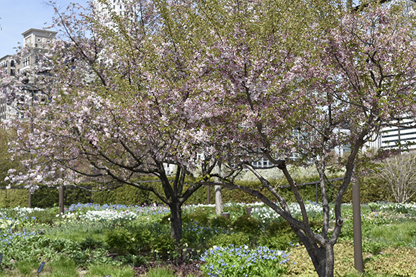 higan cherry trees - lurie garden - Spring
