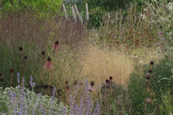 Line, form, colour and value are all used to create a painterly feel in Oudolf's planting schemes.