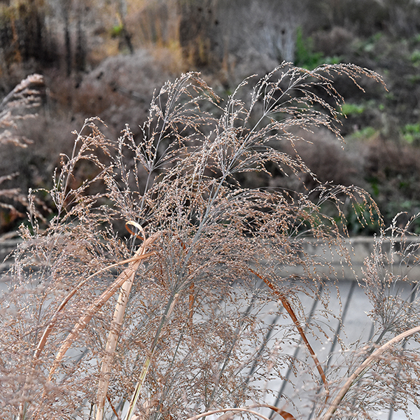 Panicum virgatum 'Dallas Blues' (switch grass 'Dallas Blues') Lurie