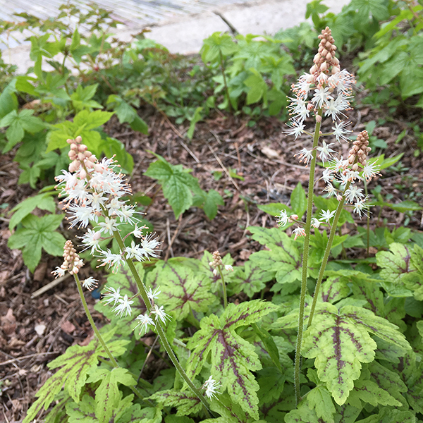 foamflower 'Elizabeth Oliver'Tiarella 'Elizabeth Oliver' Lurie Garden