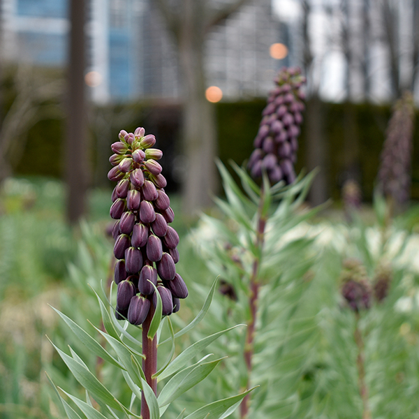 Fritillaria persica (Persian lily) Lurie Garden