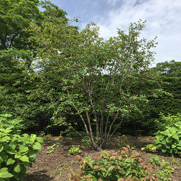 Allegheny Juneberry Amelanchier Laevis Lurie Garden