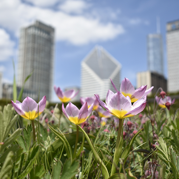 city in a garden - Lurie Garden