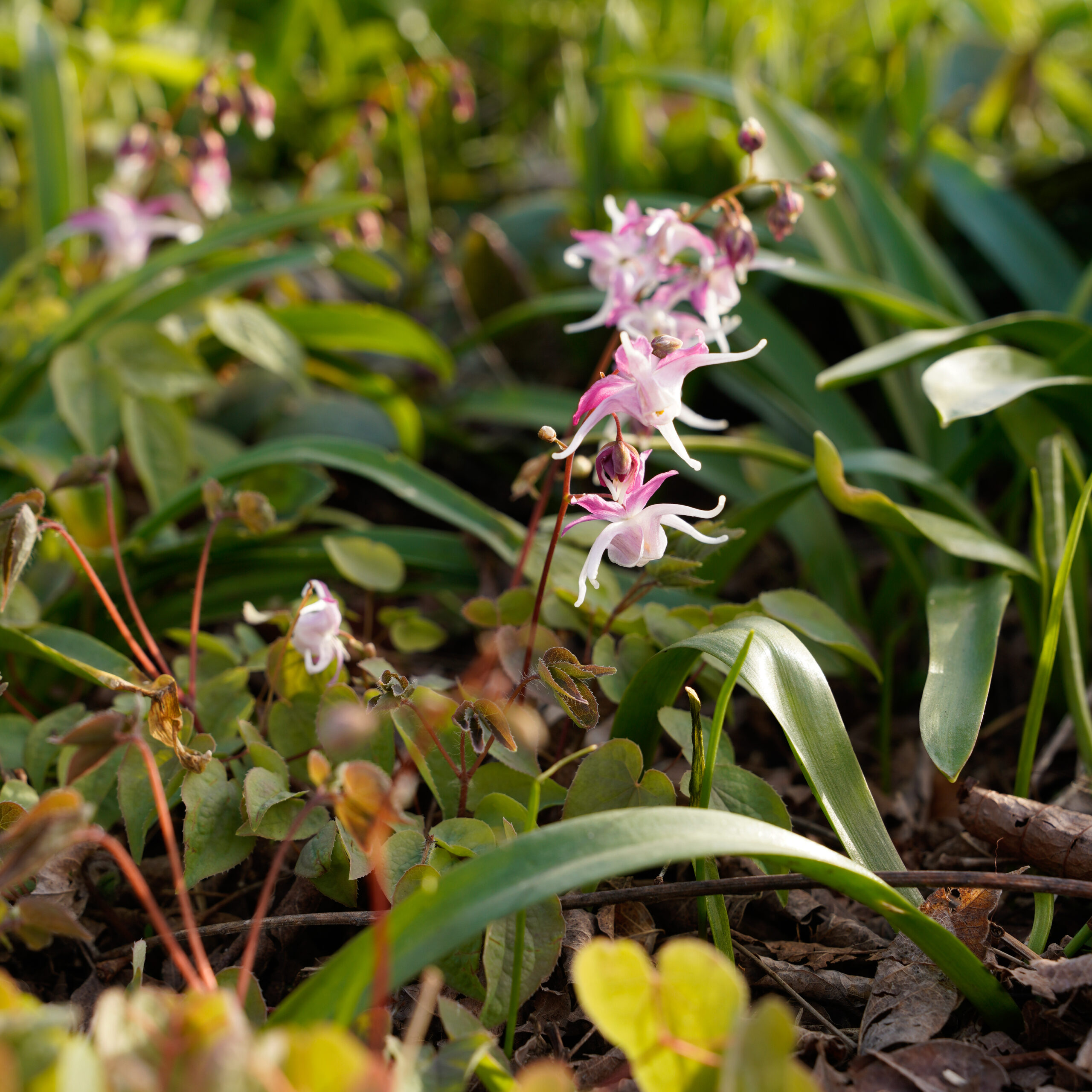 Epimedium grandiflorum 'Yubae' (bishop's hat 'Yubae') - Lurie Garden